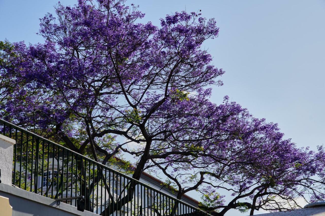 Pimenta Funchal Downtown Funchal (Madeira) Exterior foto